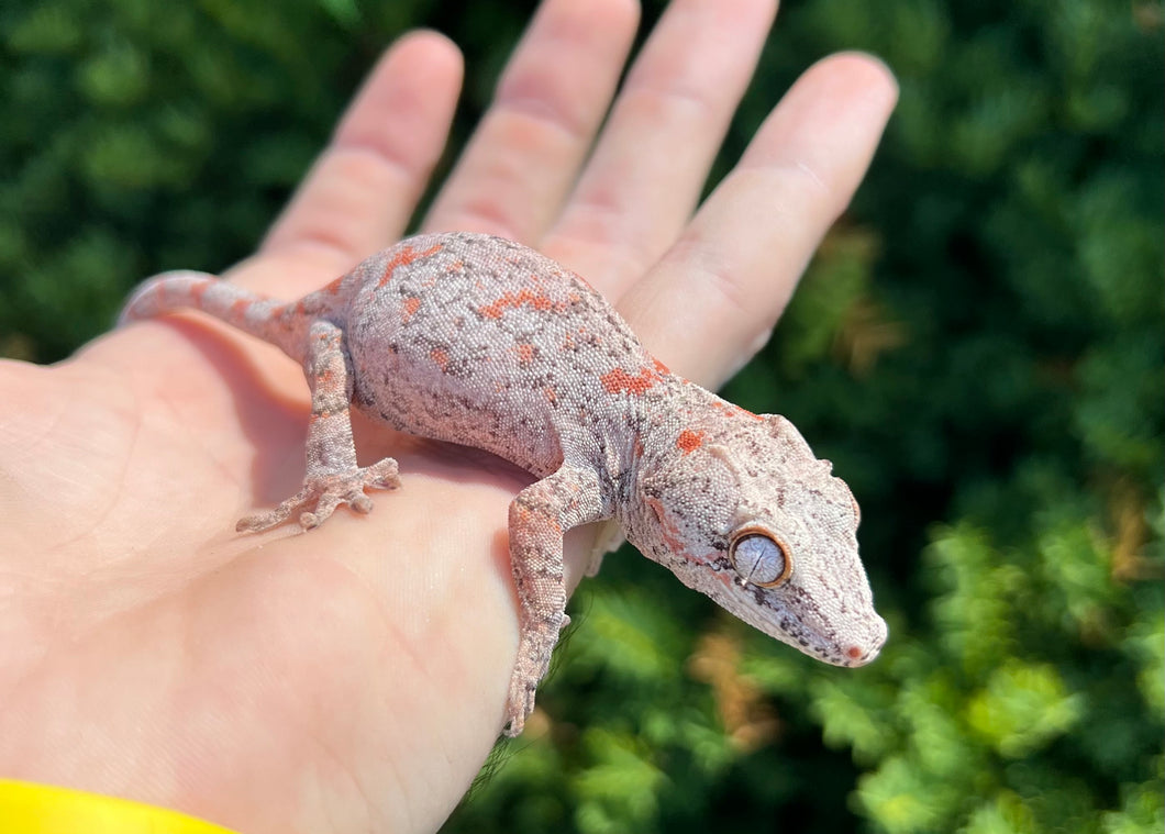 Sub-Adult Orange Blotched Gargoyle Gecko (Female 2)