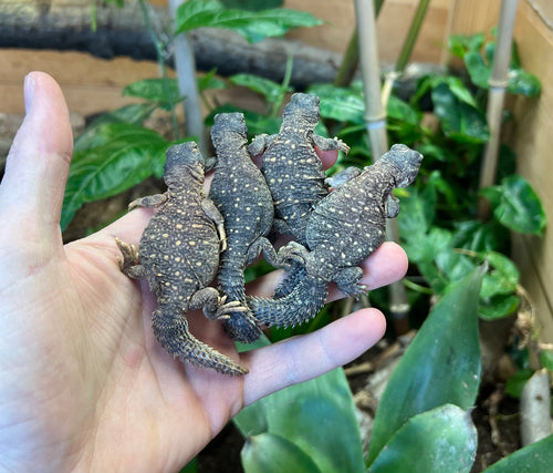 Baby Saudi Arabian Giant Uromastyx