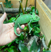 Load image into Gallery viewer, Sub-Adult Veiled Chameleon