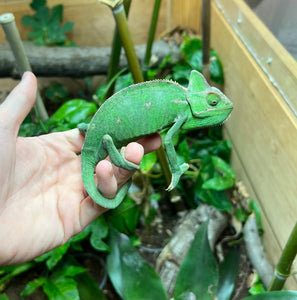 Sub-Adult Veiled Chameleon