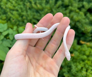 Baby Amelanistic Palmetto Corn Snake (Female)