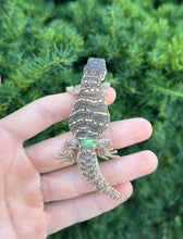 Load image into Gallery viewer, Baby Saudi Arabian Giant Uromastyx (2)