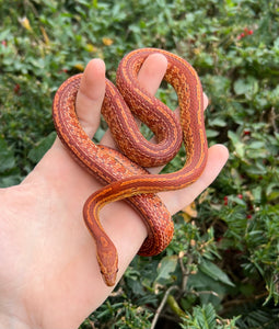 Sub-Adult Tessera Corn Snake (Male)