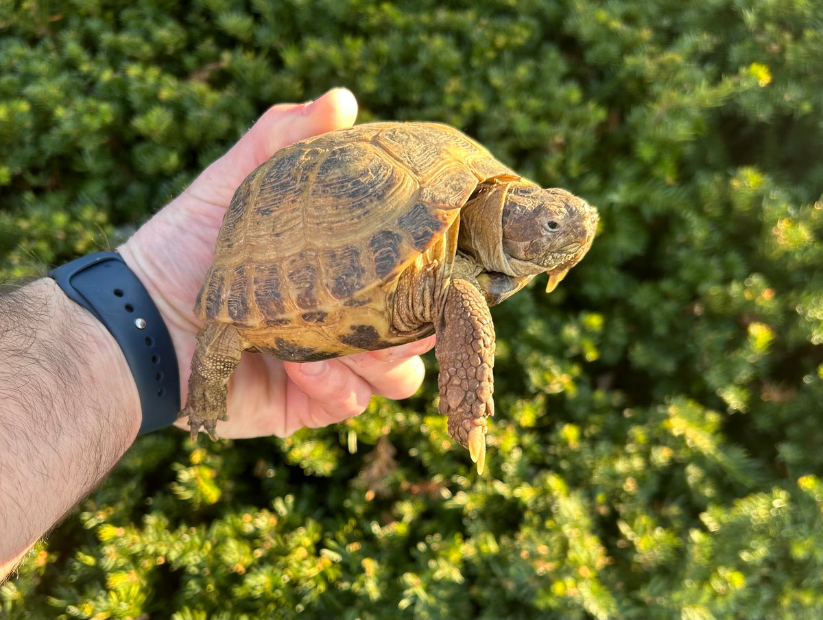 Adult Russian Tortoise (Male) – Scales and Tails of Ohio