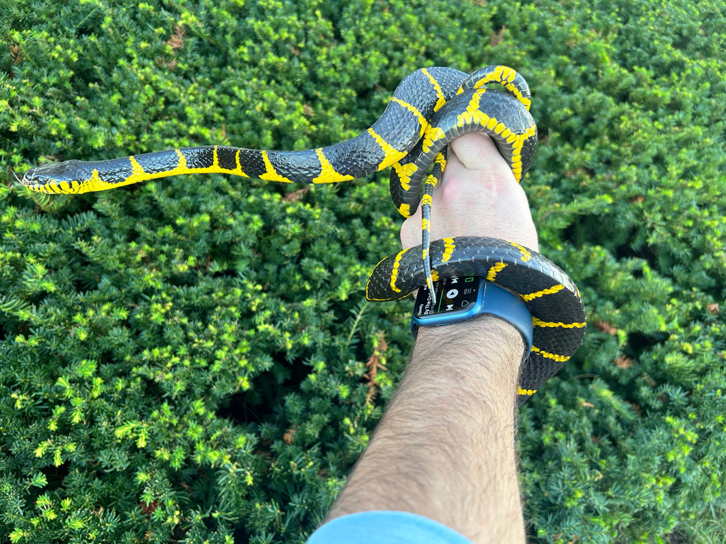 Adult Indonesian Mangrove Snake (Male)