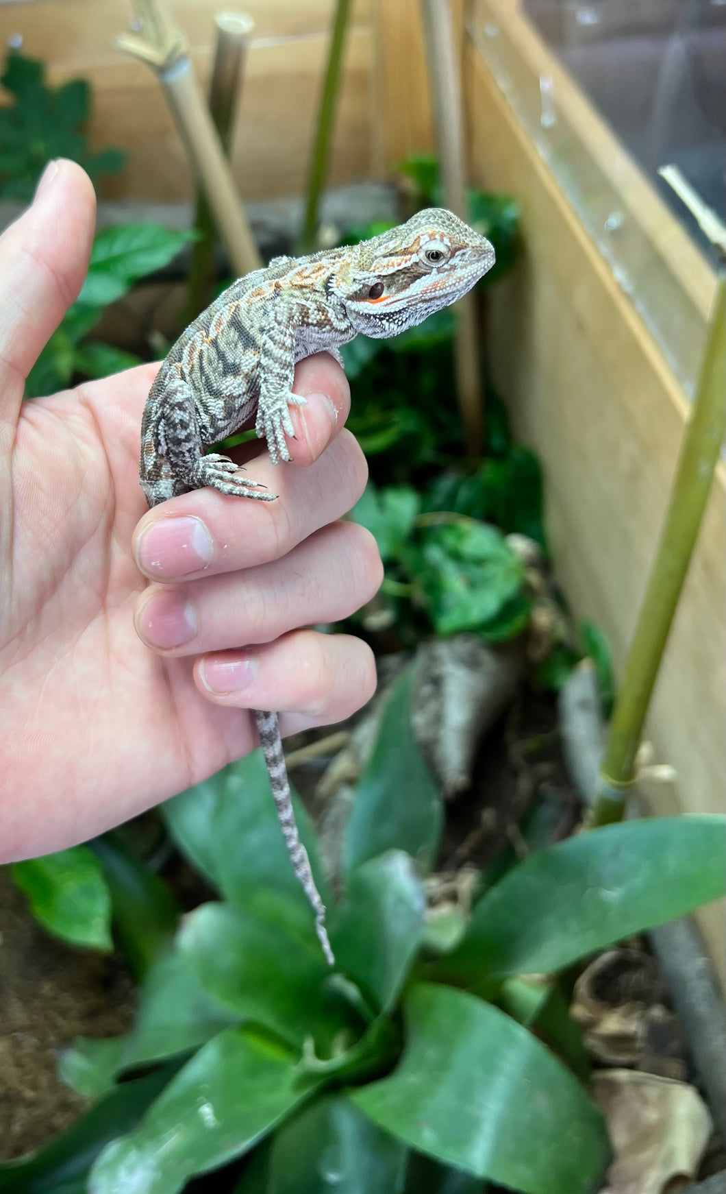 Juvenile Leatherback Bearded Dragon (2)