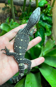 Baby Black Throat Monitor (9)