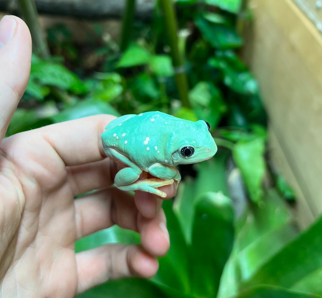 Sub-Adult Mexican Leaf Frog