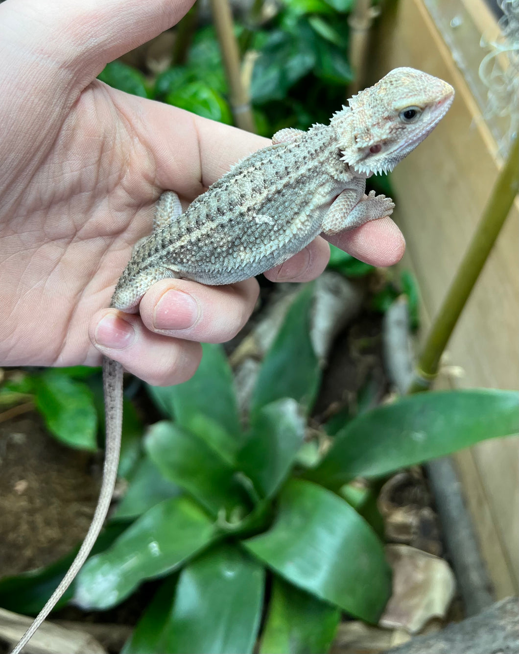 Juvenile Paradox Bearded Dragon (2)