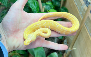 Baby Albino Pinstripe Ball Python (Male)