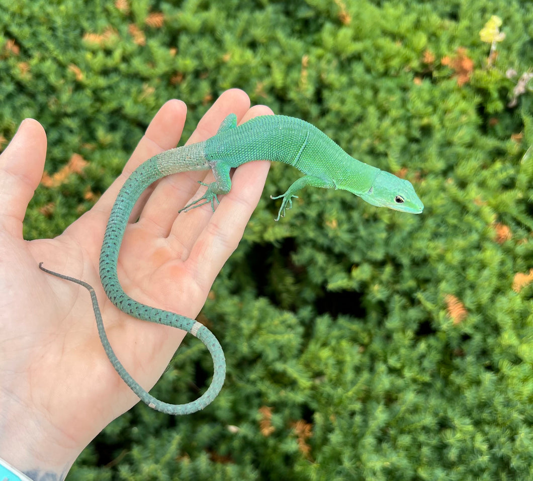 Adult Green Keeled Lizard (Male 1)