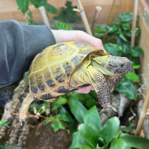 Adult Russian Tortoise (Female)