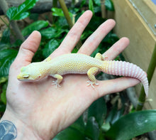 Load image into Gallery viewer, Adult Leopard Gecko (Female 1)