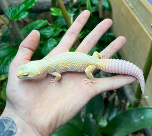 Adult Leopard Gecko (Female 1)