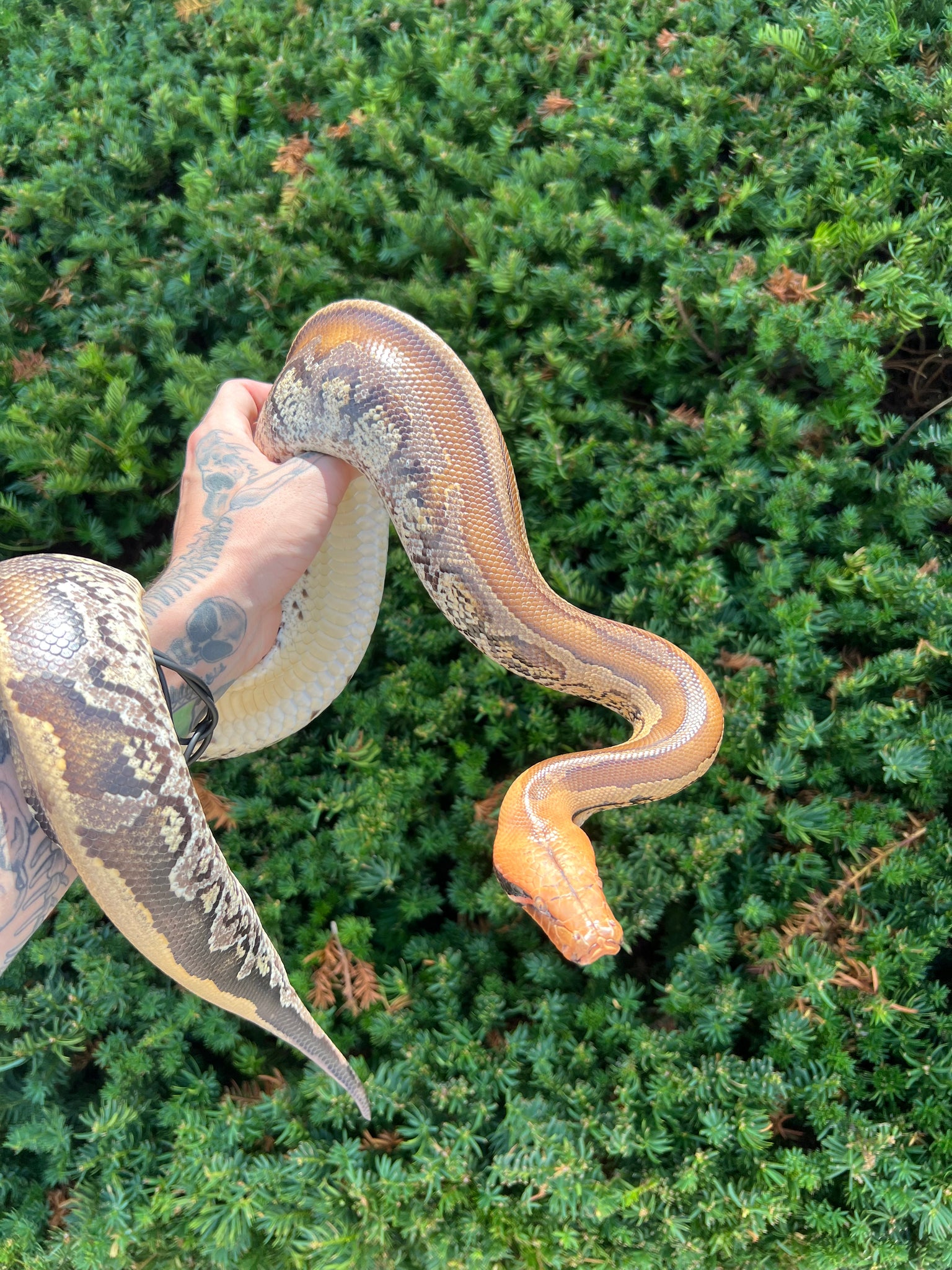 Juvenile Granite Striped Borneo Blood Python (Female) – Scales and ...