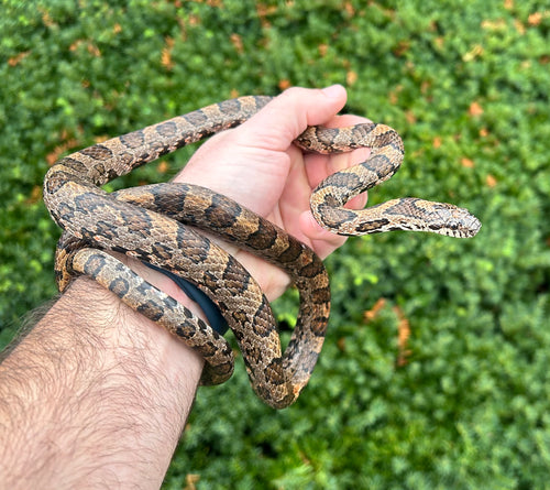 Adult Eastern Milksnake (Male)