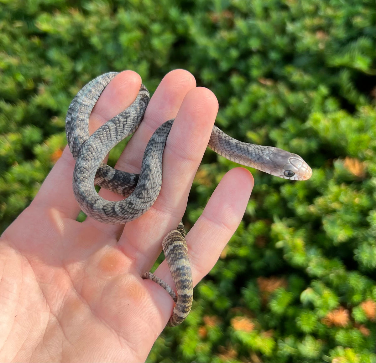 Baby Yellow-Tailed Cribo (Male 1) – Scales and Tails of Ohio