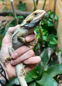 Adult Paradox Bearded Dragon (Male 3)