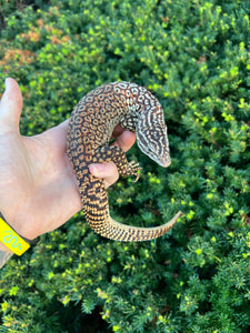 Adult Red Ackie Monitor (Male)