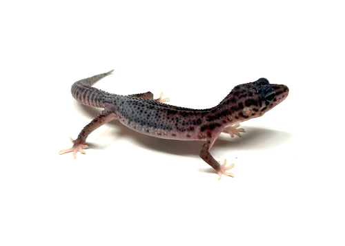 Baby Leopard Gecko (assorted morph)