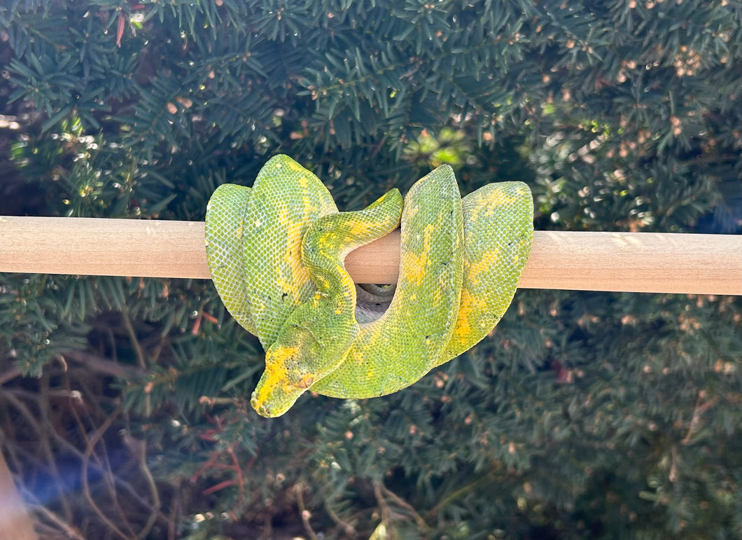 Sub-Adult Biak Green Tree Python (Male)