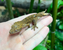 Load image into Gallery viewer, Juvenile Crested Gecko (Assorted Morph)