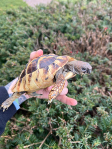 Adult Hermann’s Tortoise (Male)