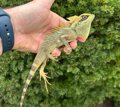 Natal’s Horned Dragon