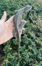 Load image into Gallery viewer, Small Sulawesi Black Sailfin Dragon