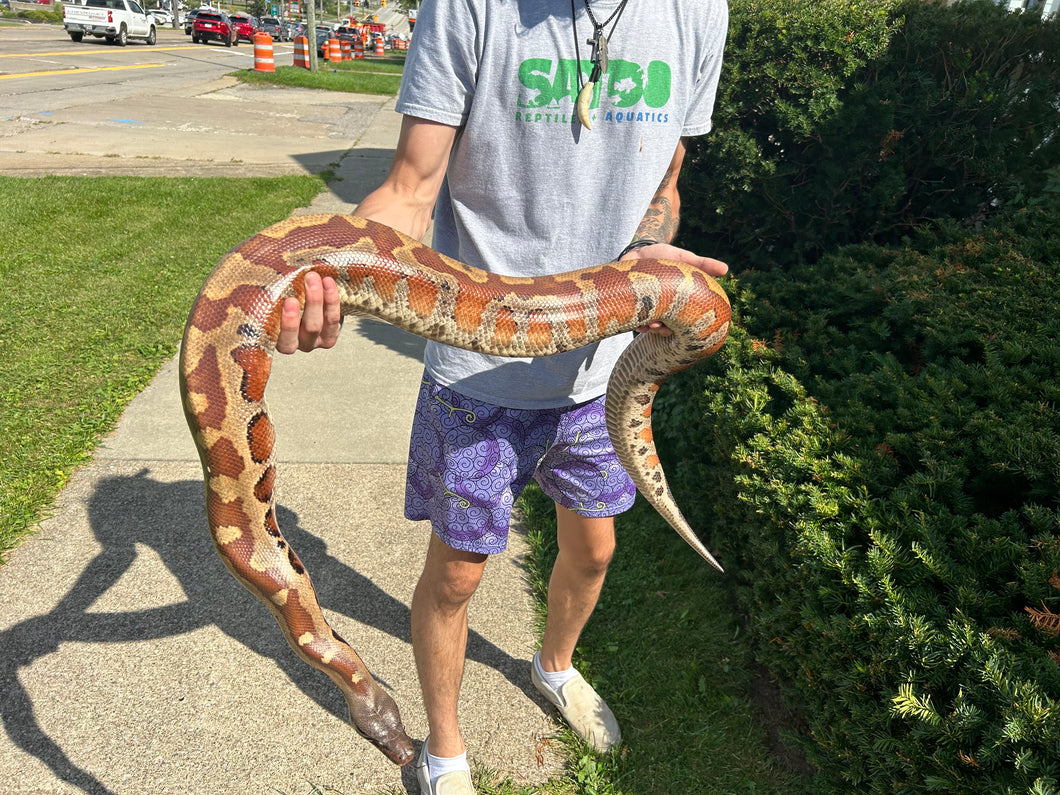 Adult Blood Python (Female)