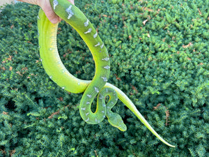 Adult Emerald Tree Boa (Male 1)