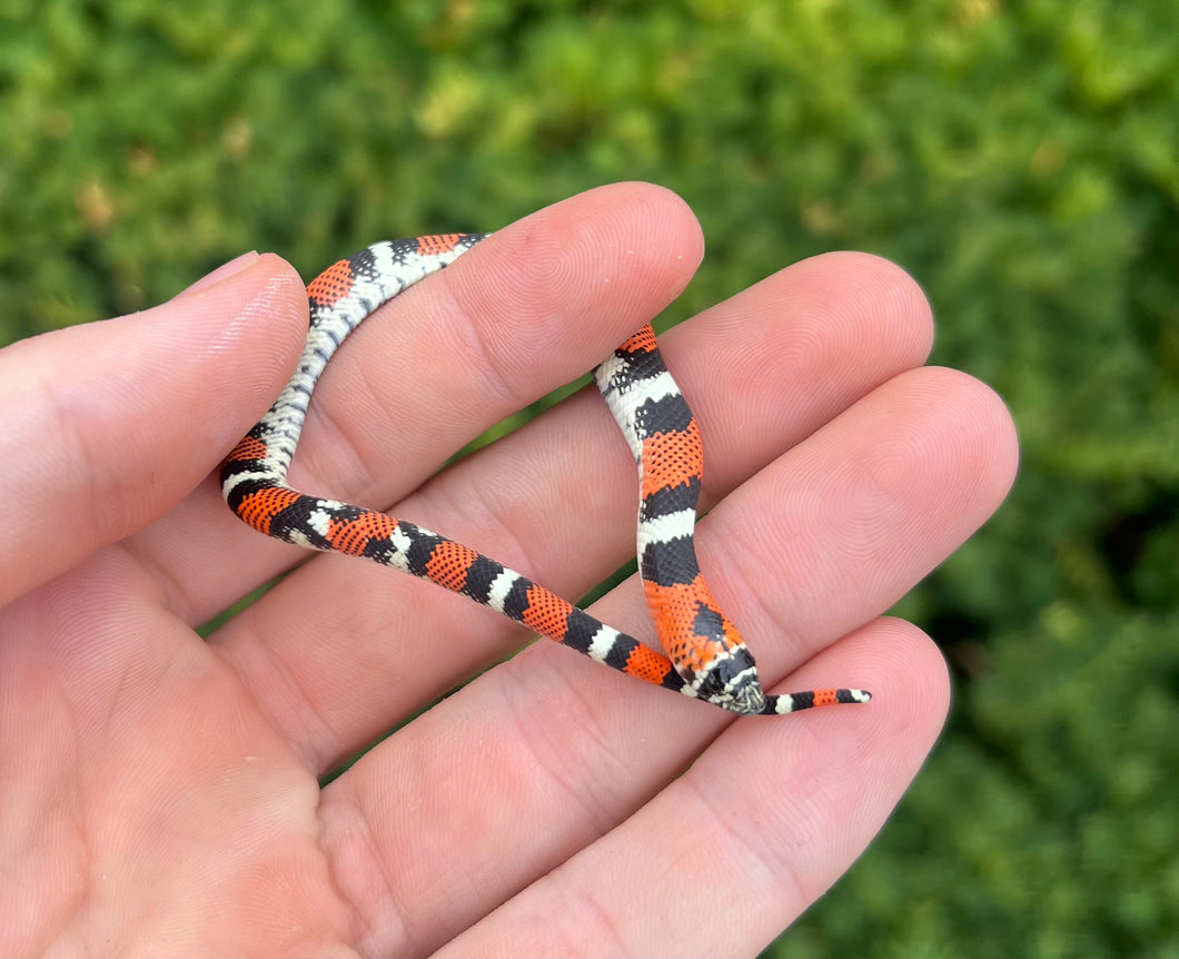 Baby Tri-Color Hognose Snake