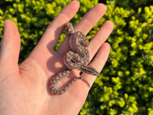 Load image into Gallery viewer, Baby het Leucistic Columbian Rainbow Boa