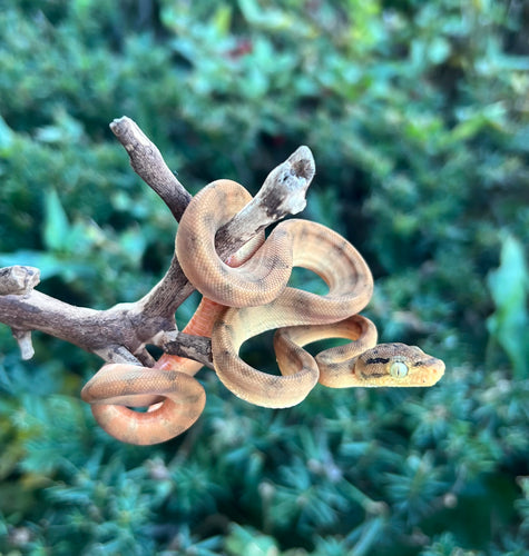 Baby Amazon Tree Boa (Female 3)