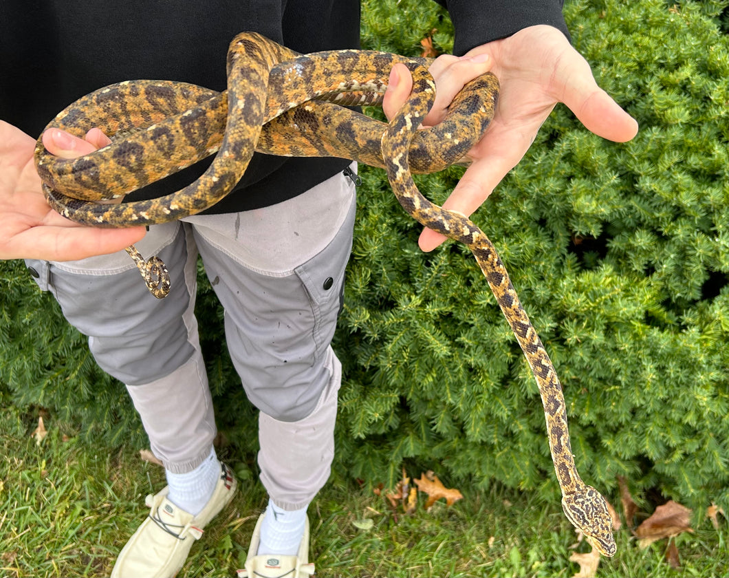 ‘White Spec’ Amazon Tree Boa (Male)