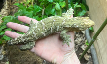 Load image into Gallery viewer, Grand Terre Leachianus Gecko (Female)