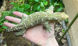 Grand Terre Leachianus Gecko (Female)