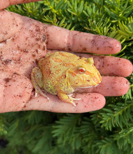 Juvenile Pac Man Frog (5)