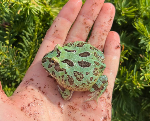 Juvenile Pac Man Frog (1)