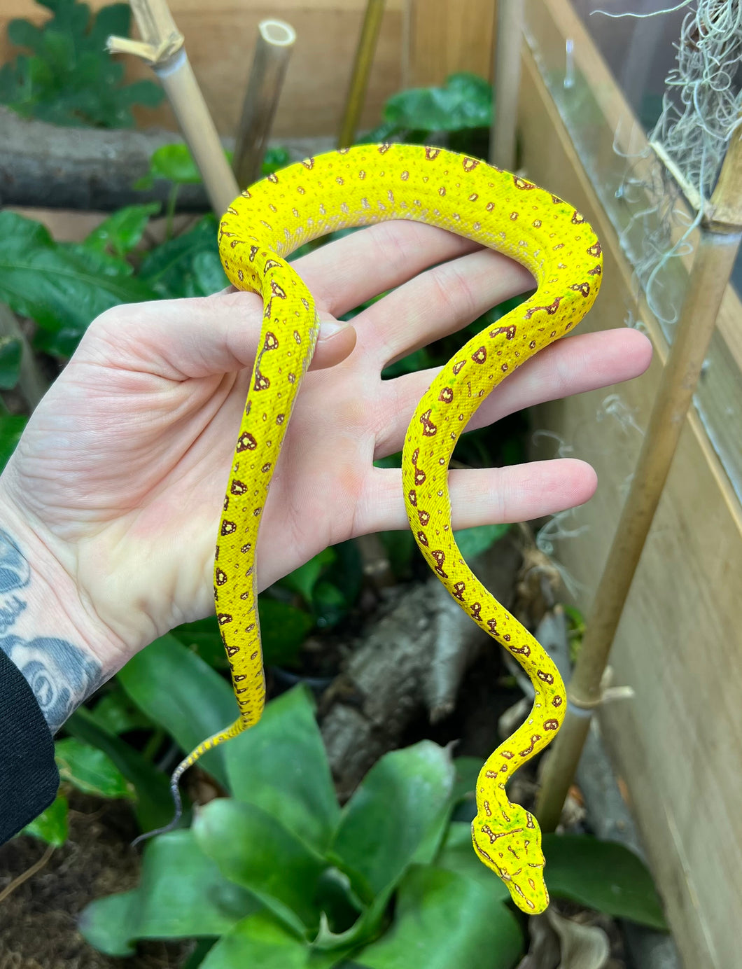 Baby Biak Green Tree Python (4)