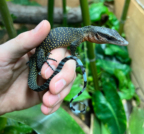 Baby Peach Throat Monitor