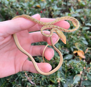 Baby Orange Asian Vine Snake