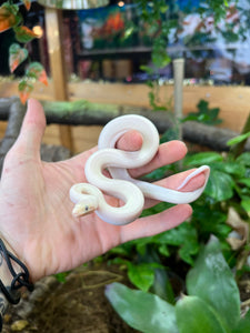 Baby Leucistic Columbian Rainbow Boa (Male 1)