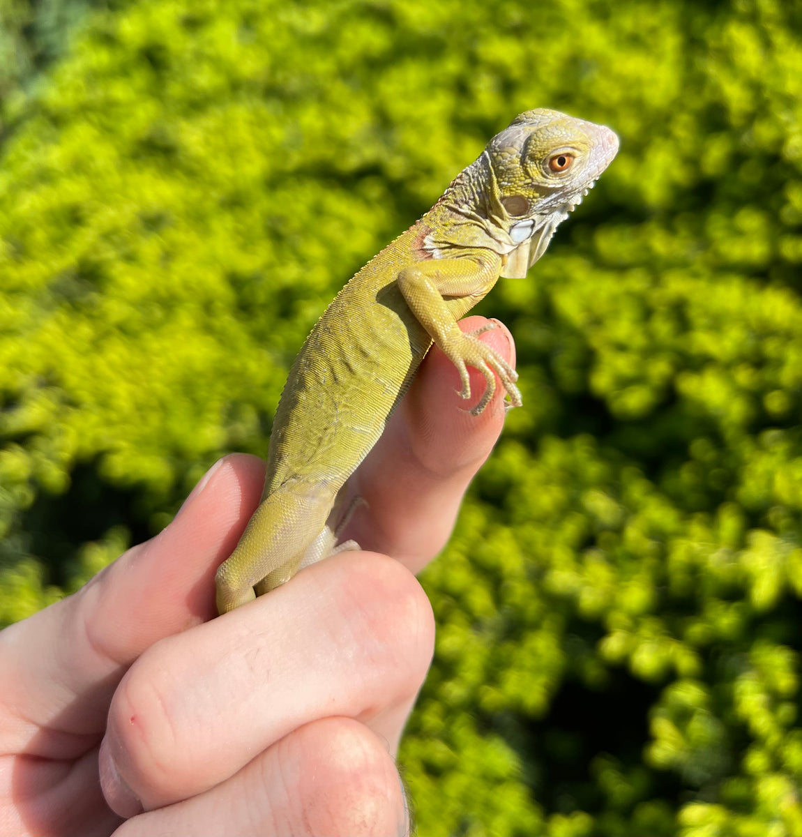 Baby Lime Green Zero Green Iguana – Scales and Tails of Ohio