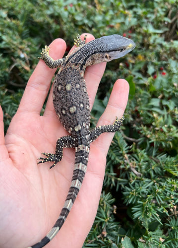 Baby Black Throat Monitor (8)