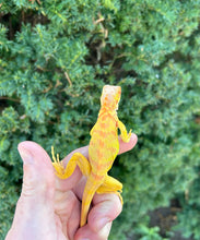 Load image into Gallery viewer, Baby Crimson Albino Iguana