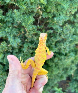 Baby Crimson Albino Iguana