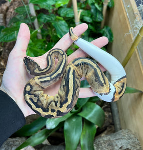 Juvenile Pied Ball Python (Female 1)