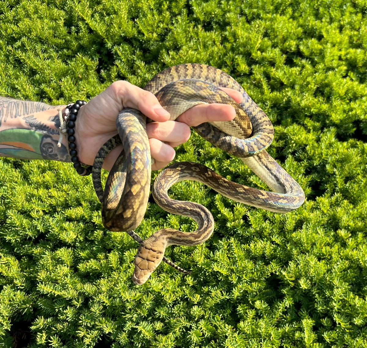 Sub-Adult Merauke Scrub Python (Female) – Scales and Tails of Ohio