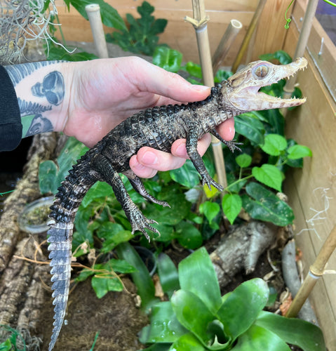 Baby ‘Blonde-Phase’ Cuvier's Dwarf Caiman